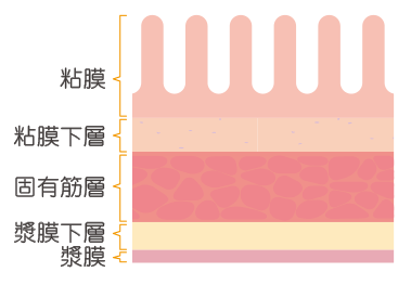 胃の胃壁の断面図